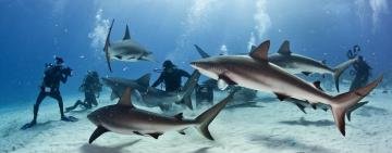 Understanding shark attack statistics, who is the hunted here?