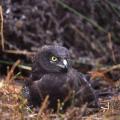 black-harrier---incubating-on-nest.jpg