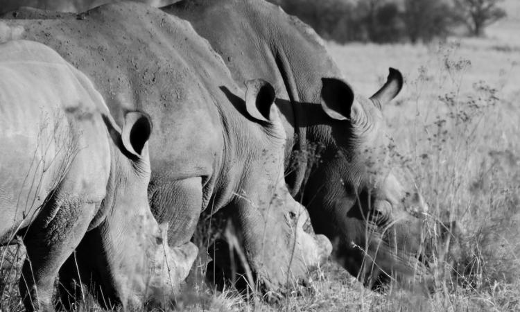 Has Rhino poaching decreased, or are we running out of Rhinos?