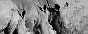 Has Rhino poaching decreased, or are we running out of Rhinos?