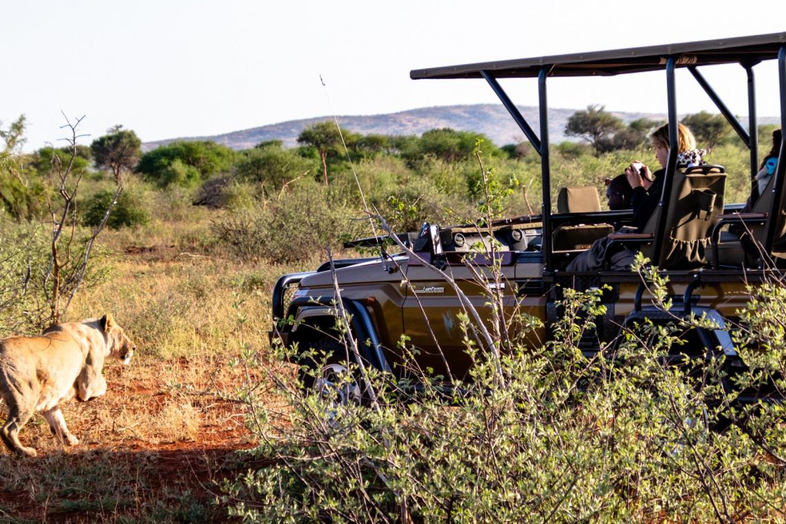 Your guide on where to go on safari near Johannesburg