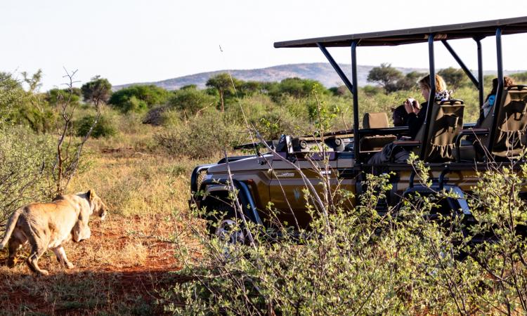 Your guide on where to go on safari near Johannesburg