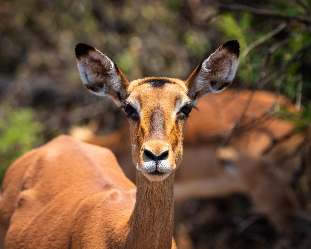 A beautiful impala lady Image