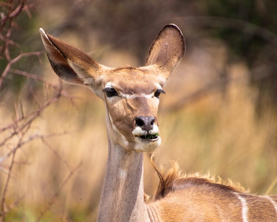 Female kudu at Dinokeng Game Reserve - Claire White Image