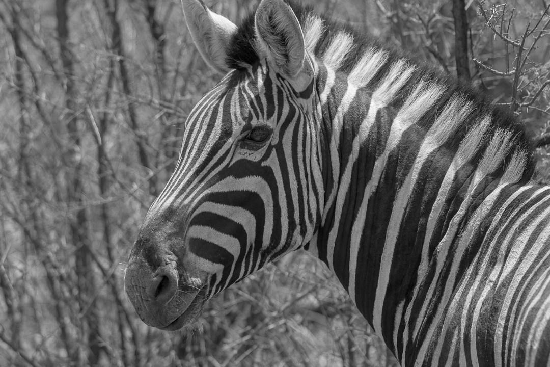 Zebra close-up at Pilanesberg National Park - Claire White Image