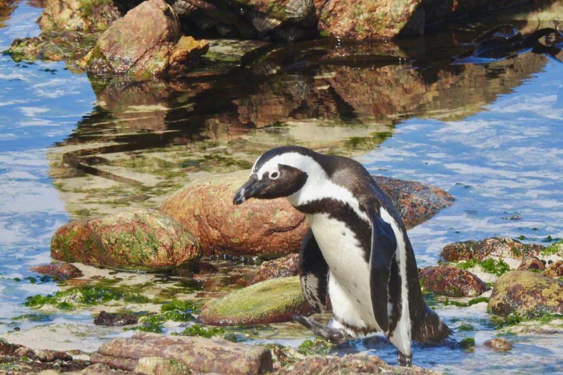 Scenic tour: Rooi Els, Pringle Bay and the Penguin colony in Betty's Bay