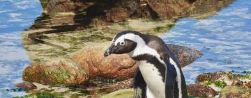 Scenic tour: Rooi Els, Pringle Bay and the Penguin colony in Betty's Bay