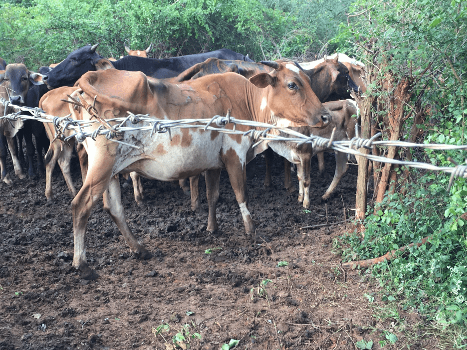 Cattle herders in the Yala region predominantly use this sort of ‘pen’ for their cattle, comprised of barbed wire and thorn bushes to deter leopards, but they act to mostly keep the cattle inside. Image