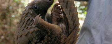 Can Youtube Save the Pangolin? Watch the Eye of the Pangolin Movie Now