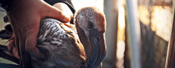 Rescued flamingos at Montecasino Bird Gardens return home
