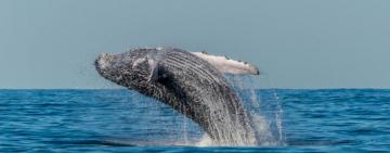 Whale-Watching Tour in Cape Town: Viewing the South African Whale Population Recovery