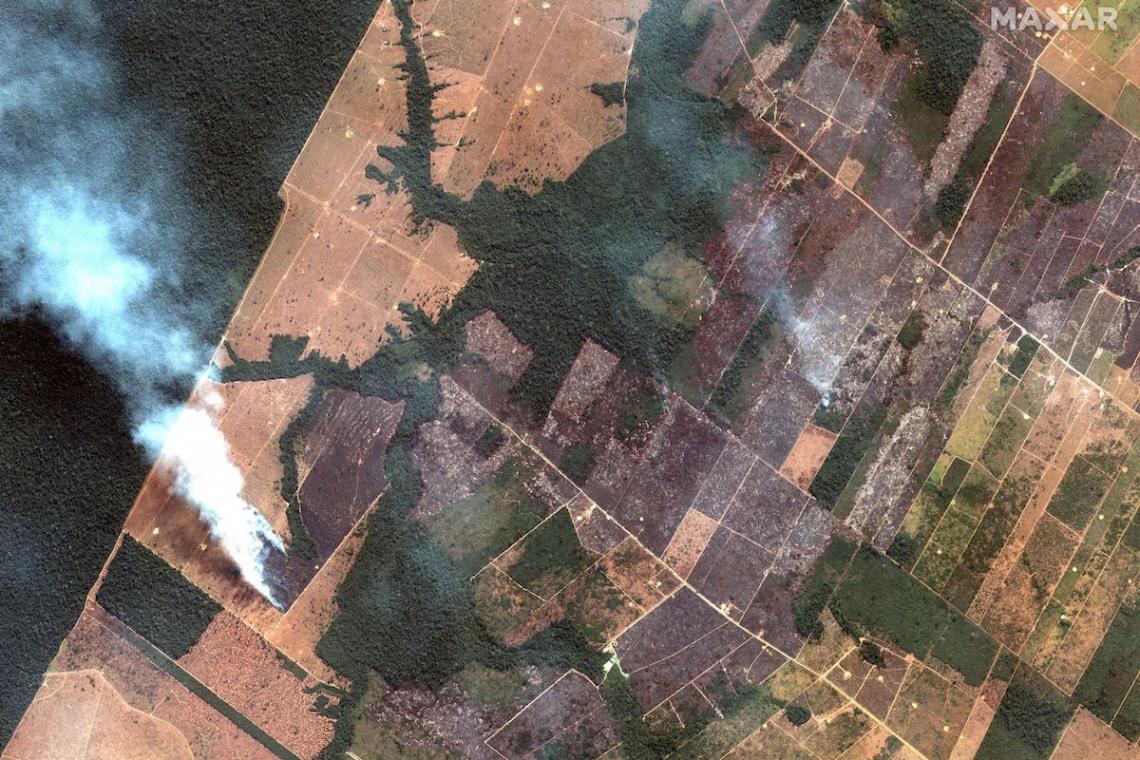 The Amazon Rainforest fires: how to douse the flames