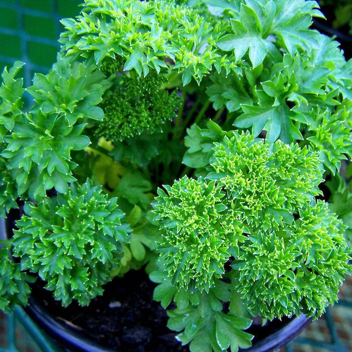 Parsley (Petroselinum crispum) family Apiaceae Image