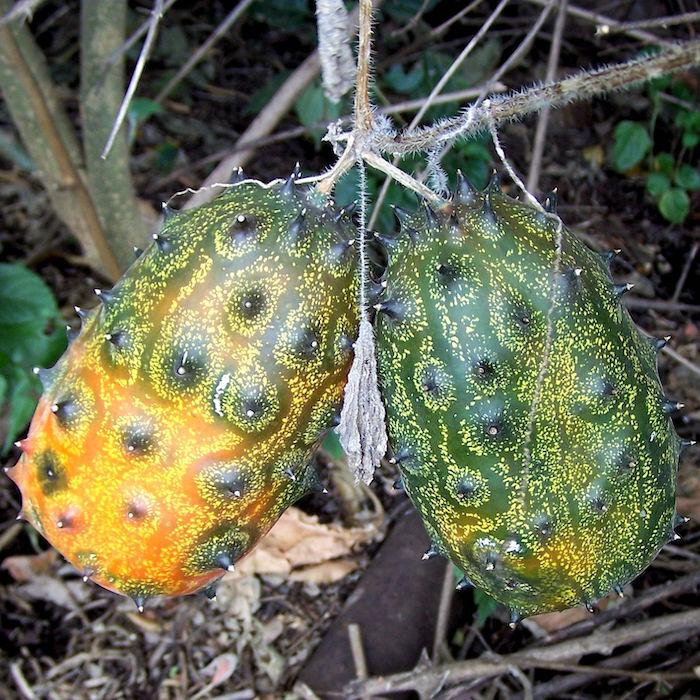 African Horned Cucumber (Cucumis metuliferus) family Cucurbitaceae Image