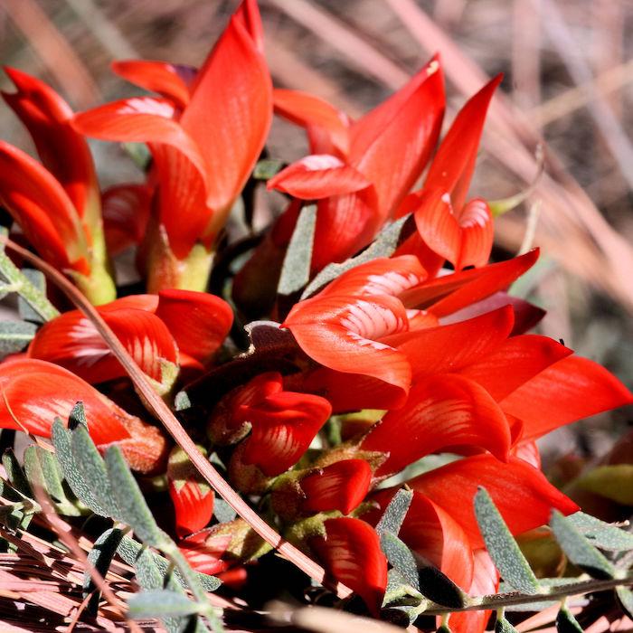 Cancer Bush (Sutherlandia frutescens) family Fabaceae Image