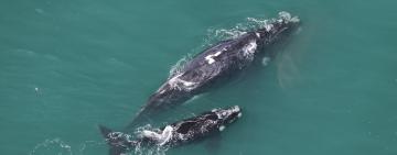 Southern right whale survey 2019 low numbers, concerning?