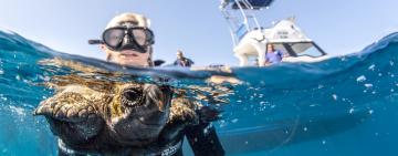 Cape Town Two Oceans Aquarium Release 34 Rescued Sea Turtles, Alvi too.
