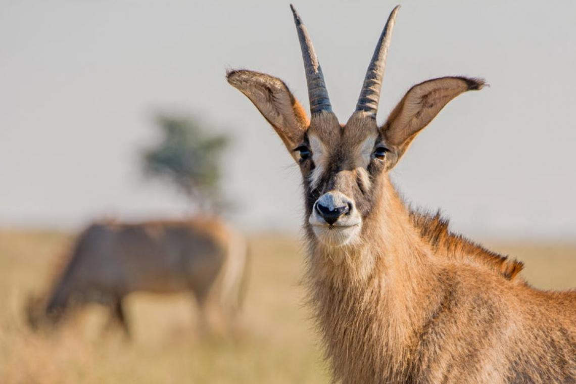 What Kenya must do to save its roan antelope population
