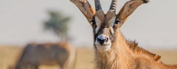 What Kenya must do to save its roan antelope population