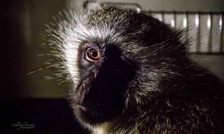 Vervet Monkey Recovering After Vicious Mishandling in Johannesburg