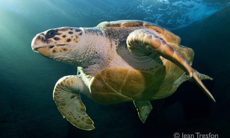 Endangered sea turtle’s aquarium release and astonishing global trek