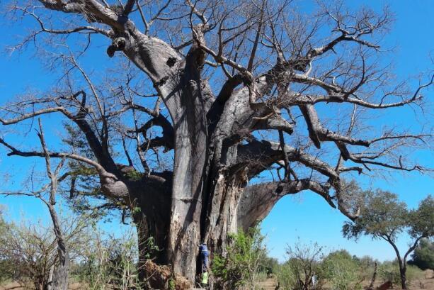 Gonarezhou National Park Zimbabwe: A Park Reborn 