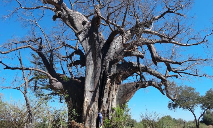 Gonarezhou National Park Zimbabwe: A Park Reborn 