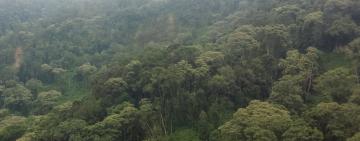 Eburu Forest In Kenya Back From The Brink