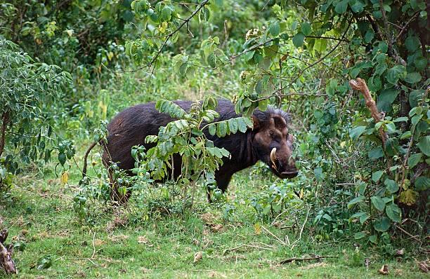 Giant Forest Hog Image