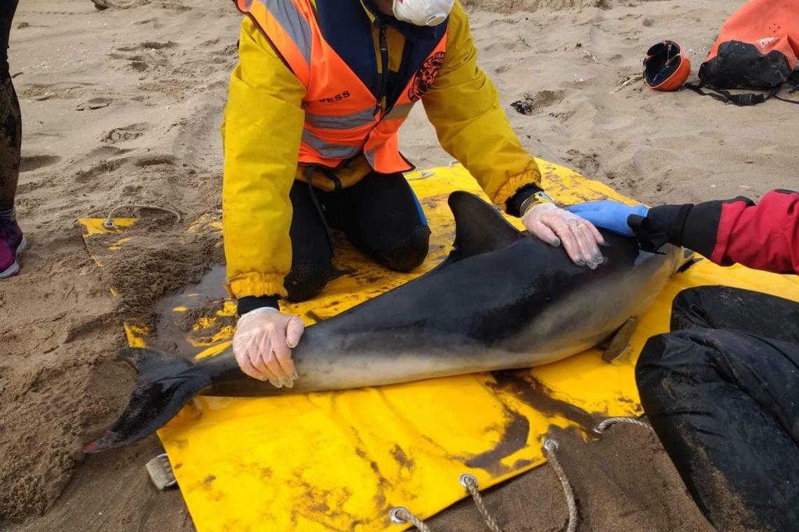 COVID-19 and its' Impact on Ocean Conservation Initiatives