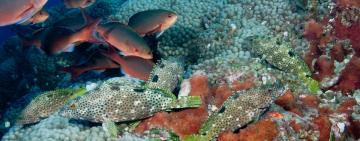 Marine Protected Areas in South Africa: Conserving Ocean Biodiversity