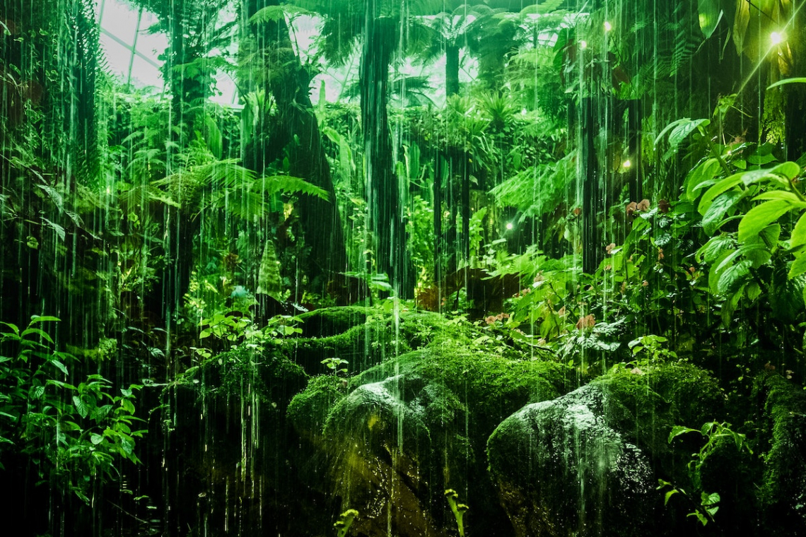 Save The Rainforests To Save Our Planet Save The Rainforests To Save Our Planet
