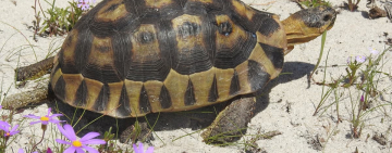 Conserving South Africa's Vulnerable Tortoises