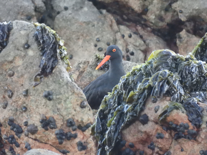 Black Oystercatcher iso 2500 2000mm (357) f6.5 1/125 Image