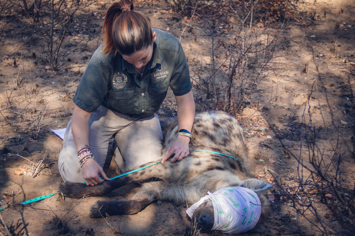 Fellowship of the Clan: Hyena Relocation to Zinave National Park