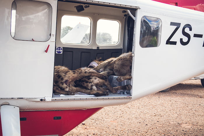 Plane full of hyenas ~ Photo credit: Karingani/Jo Taylor Image