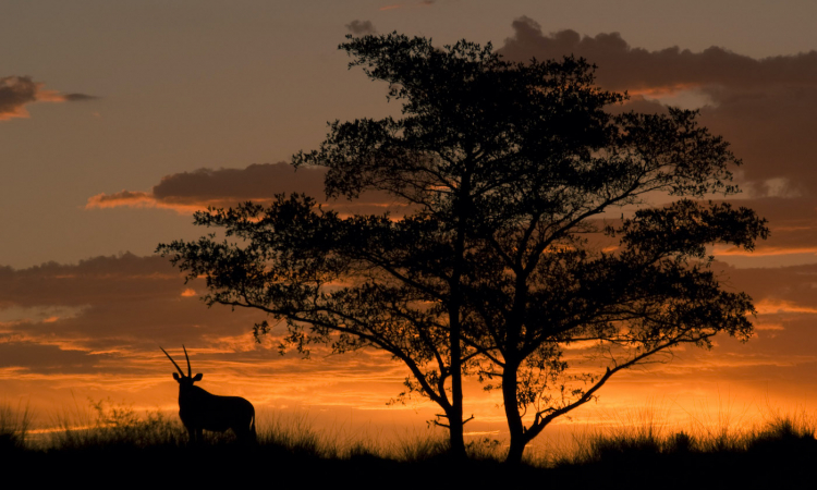 What does a declining natural world mean for our well-being in Africa?
