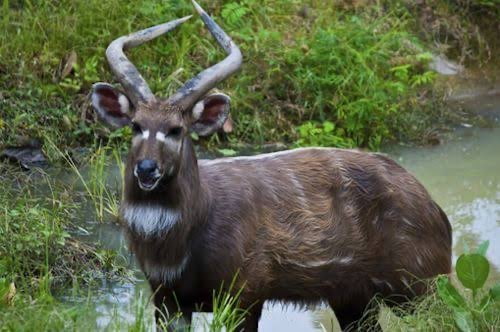 Male Sitatunga Image