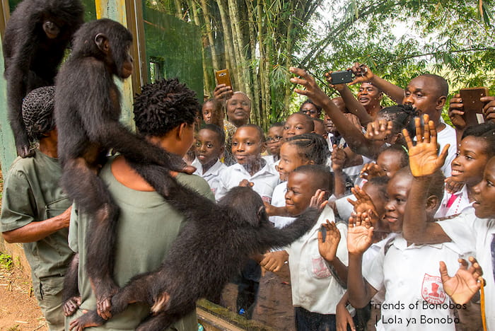 Saving Our Closest Relatives: An Interview With The World’s Only Bonobo ...