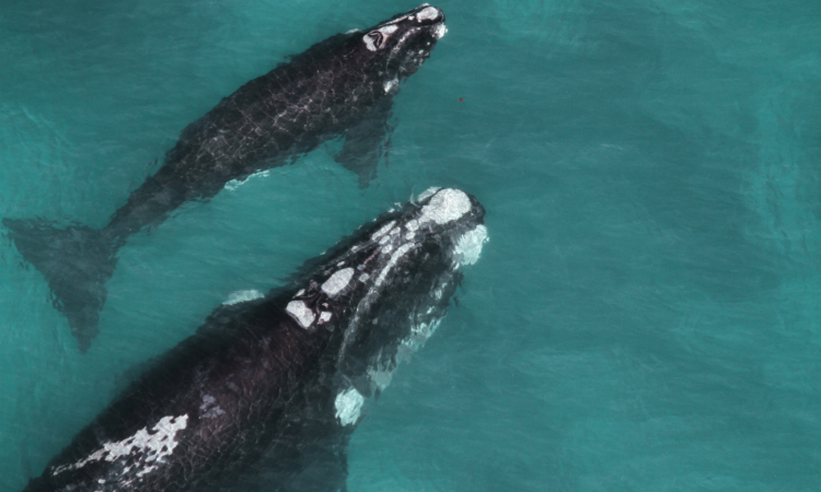 Protecting Whales and Dolphins from Extinction: Call for Global Action