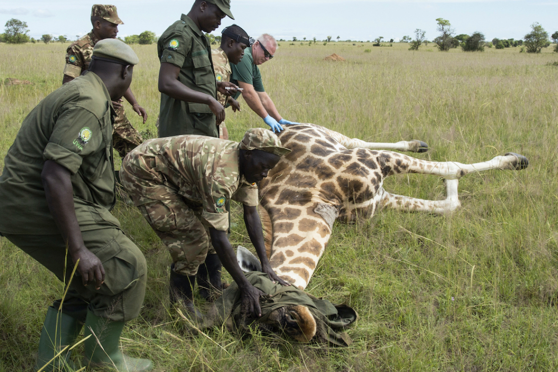Uganda tourism decline affect conservation