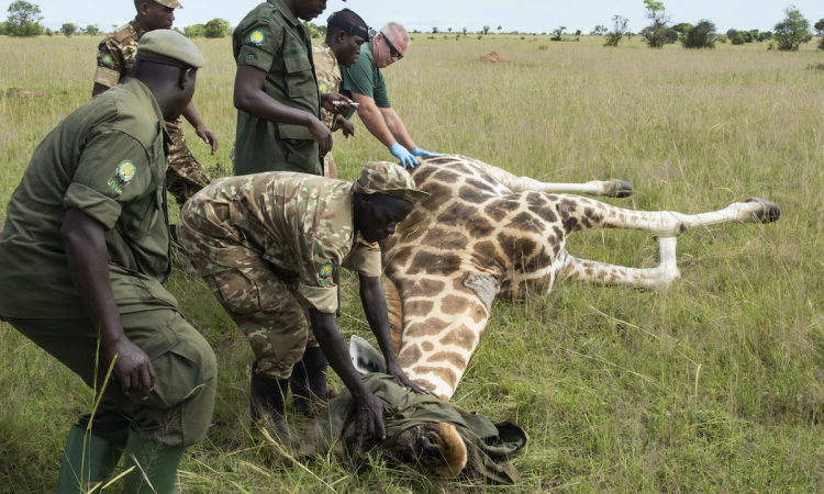 Uganda: Rangers raise awareness for wildlife conservation as park funding plummets due to lost tourism 