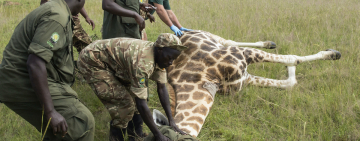 Uganda: Rangers raise awareness for wildlife conservation as park funding plummets due to lost tourism 