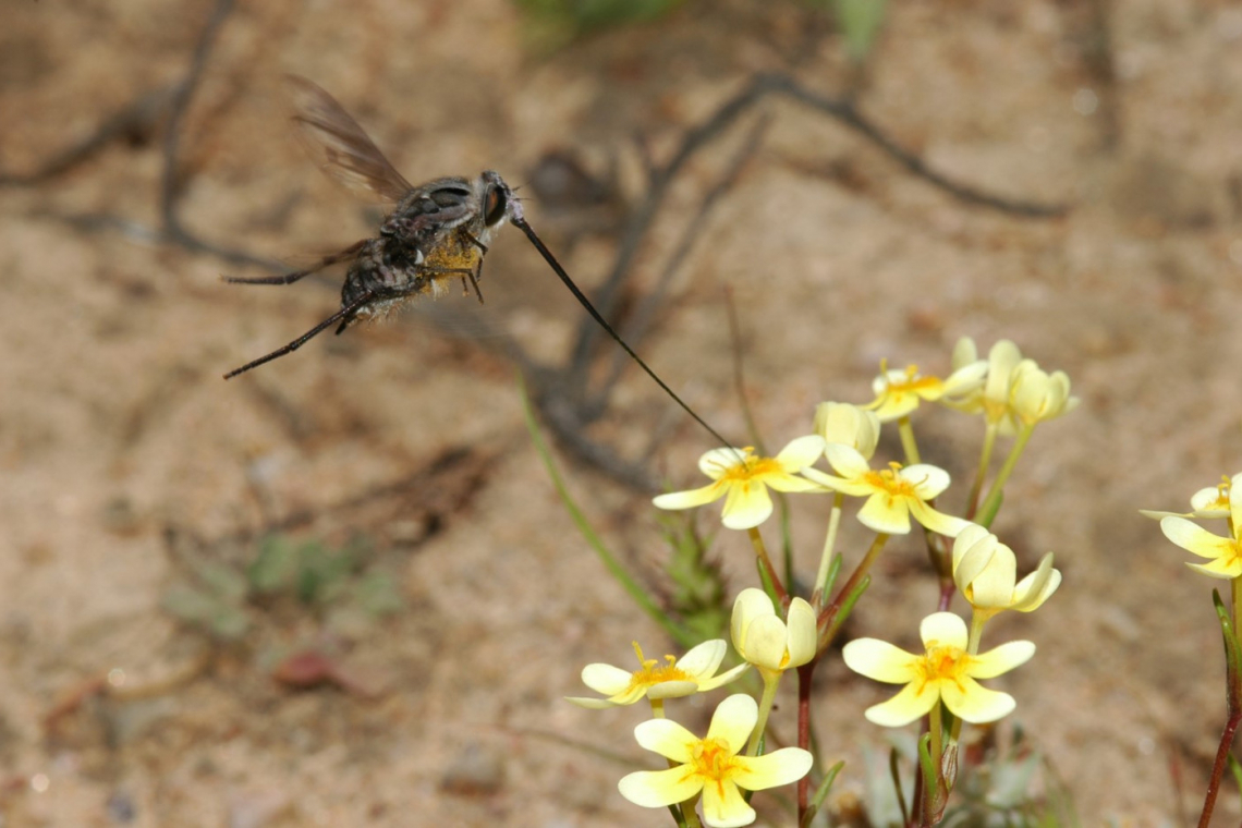 Two is better than one, discovering a new species in Namaqualand