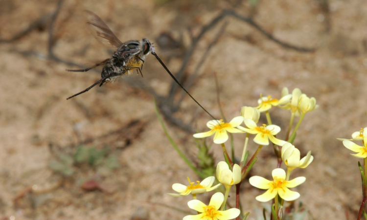 Two is better than one, discovering a new species in Namaqualand