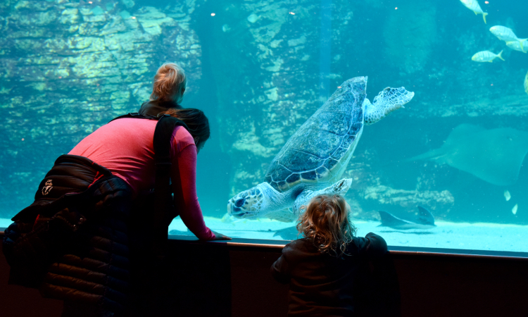 Two Oceans Aquarium: World Class Conservation for 25 Years