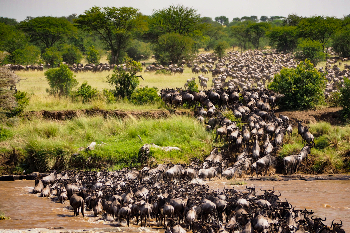 The Great Migration in Africa Unwitnessed