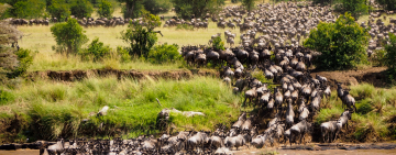 The Great Migration in Africa - Unwitnessed