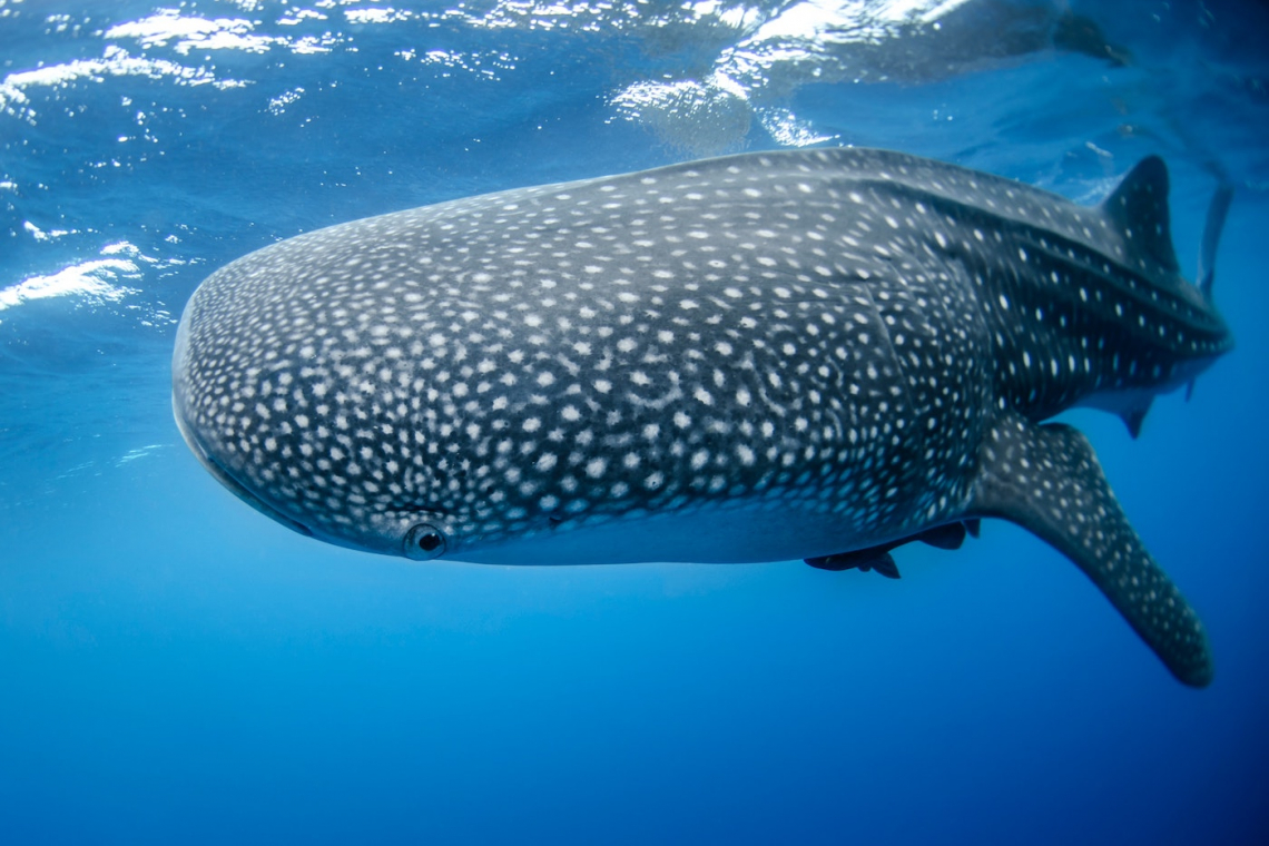 Boat Strikes Linked to Decline in the World's Largest Fish - Whale Sharks