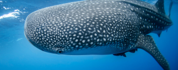 Boat Strikes Linked to Decline in the World's Largest Fish - Whale Sharks